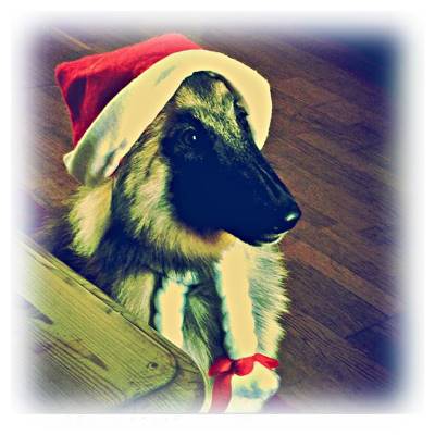 Amy Weihnachten